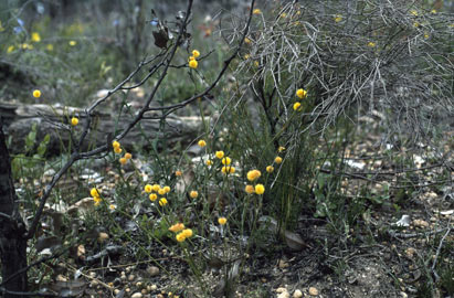 APII jpeg image of Acacia applanata  © contact APII