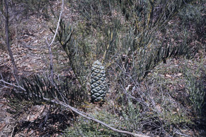 APII jpeg image of Macrozamia heteromera  © contact APII