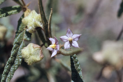 APII jpeg image of Seringia hookeriana  © contact APII