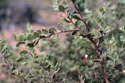 APII jpeg image of Daviesia mollis  © contact APII