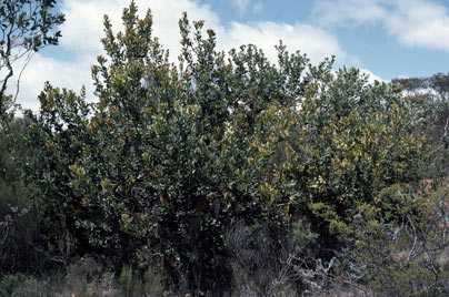 APII jpeg image of Banksia lemanniana  © contact APII