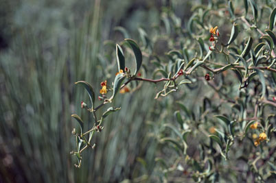 APII jpeg image of Daviesia tortuosa  © contact APII