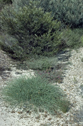 APII jpeg image of Daviesia elongata subsp. implexa  © contact APII