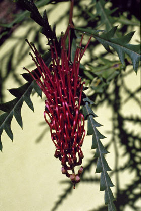 APII jpeg image of Grevillea 'Humpty Dumpty'  © contact APII