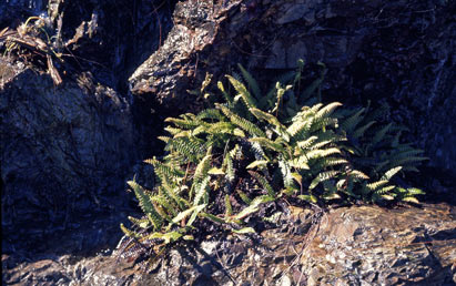 APII jpeg image of Blechnum penna-marina  © contact APII