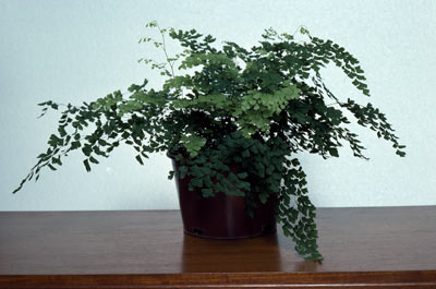 APII jpeg image of Adiantum aethiopicum  © contact APII