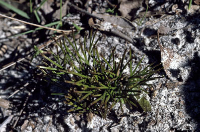 APII jpeg image of Schizaea dichotoma  © contact APII