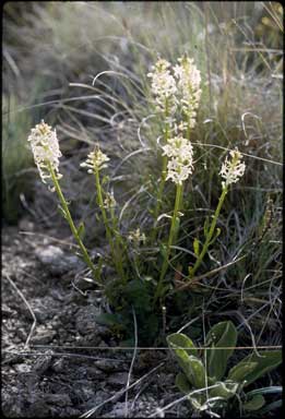 APII jpeg image of Stackhousia monogyna  © contact APII