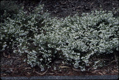 APII jpeg image of Tetratheca ciliata  © contact APII