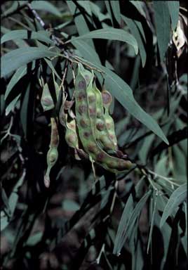 APII jpeg image of Acacia falciformis  © contact APII