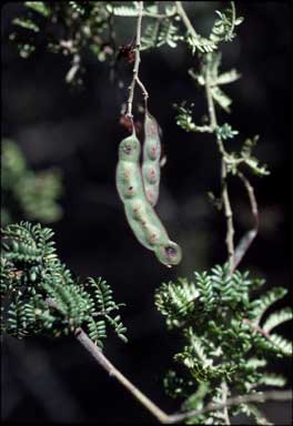 APII jpeg image of Acacia jonesii  © contact APII