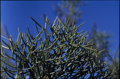 APII jpeg image of Hakea pulvinifera  © contact APII