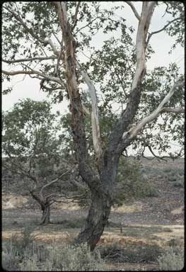 APII jpeg image of Eucalyptus gillii  © contact APII