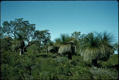 APII jpeg image of Xanthorrhoea preissii,<br/>Banksia menziesii,<br/>Hibbertia hypericoides  © contact APII