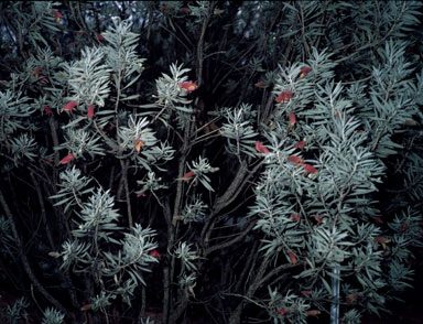 APII jpeg image of Eremophila pterocarpa  © contact APII