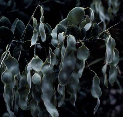 APII jpeg image of Acacia podalyriifolia  © contact APII