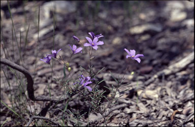 APII jpeg image of Cheiranthera linearis  © contact APII