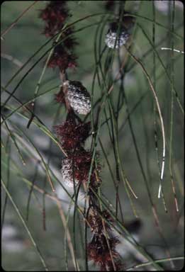 APII jpeg image of Allocasuarina paludosa  © contact APII