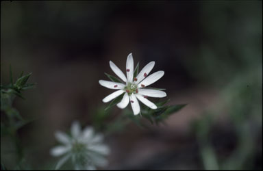 APII jpeg image of Stellaria pungens  © contact APII