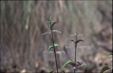 APII jpeg image of Urtica incisa  © contact APII