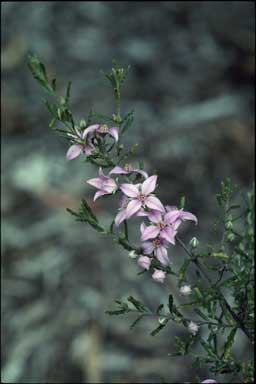 APII jpeg image of Boronia repanda  © contact APII