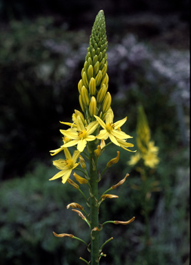 APII jpeg image of Bulbine glauca  © contact APII