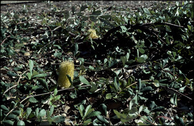 APII jpeg image of Banksia integrifolia subsp. integrifolia  © contact APII