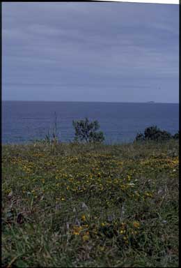 APII jpeg image of Pultenaea maritima  © contact APII