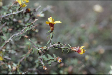 APII jpeg image of Pultenaea reflexifolia  © contact APII