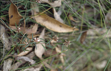 APII jpeg image of Pultenaea sericea  © contact APII