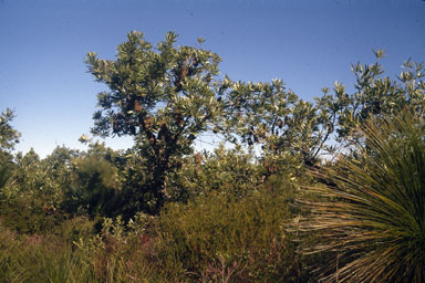 APII jpeg image of Banksia serrata  © contact APII