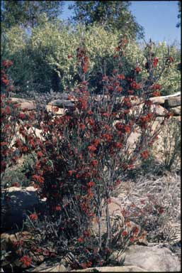 APII jpeg image of Grevillea polybractea  © contact APII