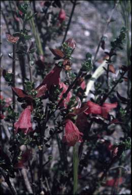 APII jpeg image of Prostanthera calycina  © contact APII