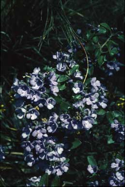 APII jpeg image of Prostanthera caerulea  © contact APII