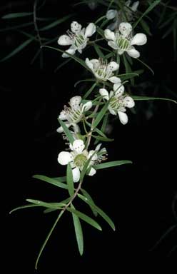 APII jpeg image of Leptospermum polygalifolium subsp. tropicum  © contact APII