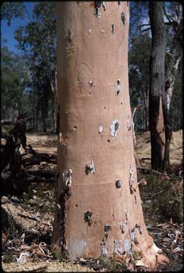 APII jpeg image of Eucalyptus accedens  © contact APII