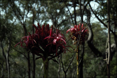 APII jpeg image of Doryanthes excelsa  © contact APII