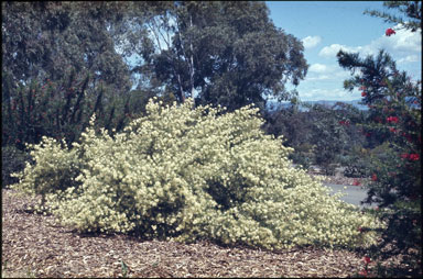 APII jpeg image of Grevillea paniculata  © contact APII