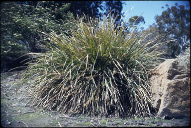 APII jpeg image of Lomandra longifolia  © contact APII