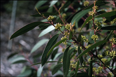 APII jpeg image of Eucalyptus ligustrina  © contact APII