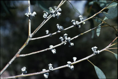 APII jpeg image of Eucalyptus saxatilis  © contact APII