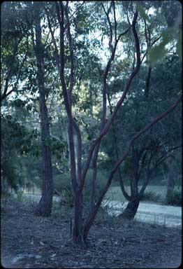 APII jpeg image of Leptospermum luehmannii  © contact APII