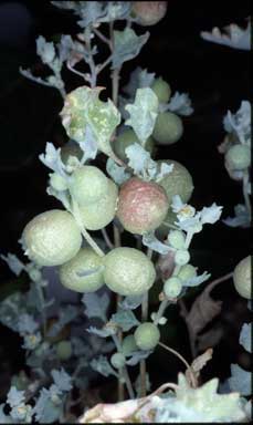 APII jpeg image of Atriplex holocarpa  © contact APII