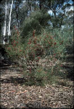 APII jpeg image of Grevillea speciosa subsp. dimorpha  © contact APII