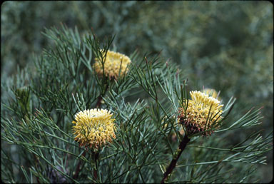 APII jpeg image of Isopogon anethifolius  © contact APII