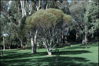 APII jpeg image of Eucalyptus stricta  © contact APII