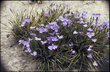 APII jpeg image of Patersonia sericea  © contact APII