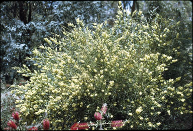 APII jpeg image of Callistemon flavovirens  © contact APII