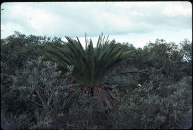 APII jpeg image of Macrozamia fraseri  © contact APII