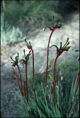 APII jpeg image of Anigozanthos manglesii  © contact APII